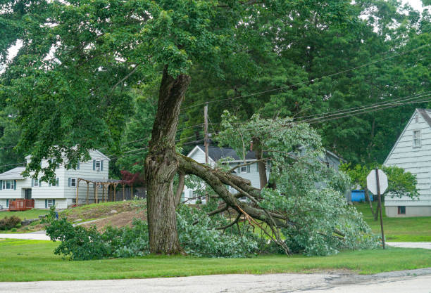 Best Hazardous Tree Removal  in Shady Spring, WV