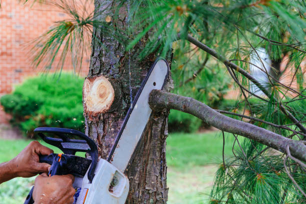Best Organic Lawn Care Solutions  in Shady Spring, WV